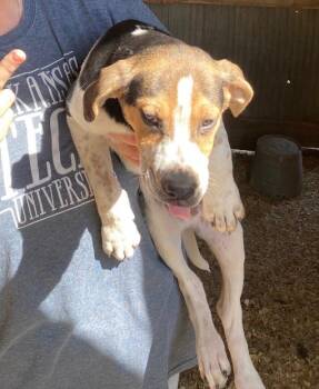 Basset Hound Dogs Available for Adoption in Zimmerman, Minnesota - Raisin Bran | PetCurious
