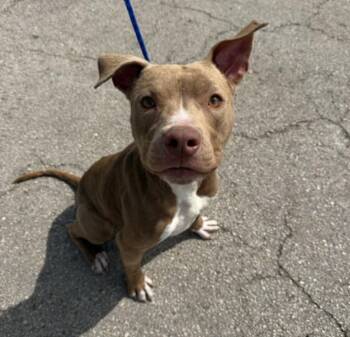 Staffordshire Bull Terrier and Mixed Breed Dogs Available for Adoption - HERO | PetCurious