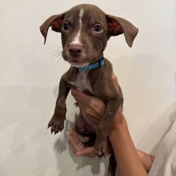 Andy Warhowl -  Mixed Breed Dog for Adoption in Las Vegas, Nevada - Andy Warhowl | PetCurious
