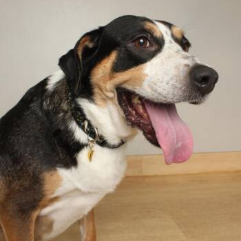 Nora D69993 -  Labrador Retriever and Cattle Dog Dog for Adoption in Minnetonka, Minnesota - Nora D69993 | PetCurious