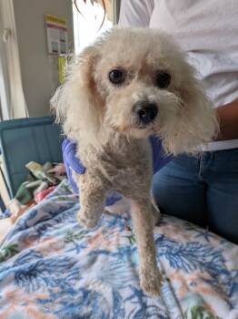 Poodle and Shih Tzu Dogs Available for Adoption in St. Augustine, Florida - Blondie | PetCurious