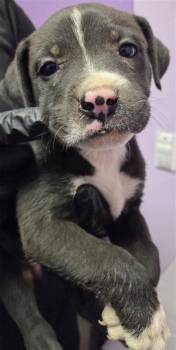 61047298 -  Mixed Breed Dog for Adoption in El Paso, Texas - 61047298 | PetCurious