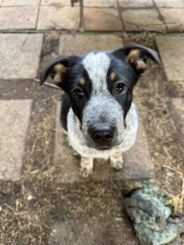 GUS - Ronin -  Australian Cattle Dog Blue Heeler Dog for Adoption in Sebec, Maine - GUS - Ronin | PetCurious