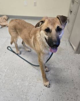 Rescue German Shepherd Dog Dogs for Adoption in Salt Lake City, Utah - Wednesday | PetCurious
