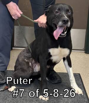 Pewter 7 of 5-8-26 -  Husky and Pit Bull Terrier Dog Available for Adoption in Gaylord, Michigan - Pewter 7 Of 5-8-26 | PetCurious