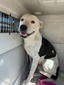 Penny -  Pit Bull Terrier and Mixed Breed Dog for Adoption in Fresno, California - Penny | PetCurious