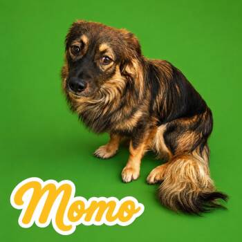 Momo -  Australian Shepherd and Mixed Breed Dog for Adoption in Scottsdale, Arizona - Momo | PetCurious