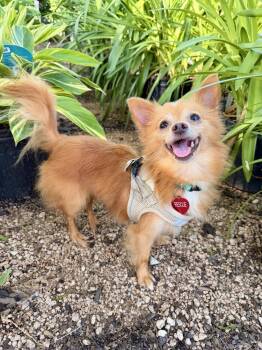 Chihuahua and Pomeranian Dogs Available for Adoption in Richmond, Texas - Mario | PetCurious