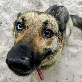 Kyra (20260909-04) -  Shepherd and Husky Dog for Adoption in Niagara Falls, Ontario - Kyra (20260909-04) | PetCurious