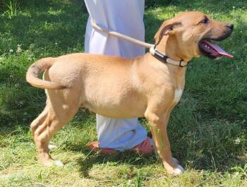 Labrador Retriever and Terrier Dogs Available for Adoption in Wetumpka, Alabama - 260421  Dunn | PetCurious