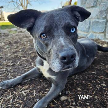 Mixed Breed Dogs Available for Adoption - Yami | PetCurious