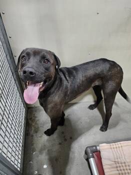 Cane Corso and Labrador Retriever Dogs Available for Adoption in Frisco, Colorado - BRUCE | PetCurious