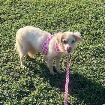 Dachshund and Chiweenie Dogs Available for Adoption - CANDY | PetCurious