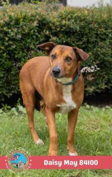 Daisy May -  Mixed Breed Dog for Adoption in Mobile, Alabama - Daisy May | PetCurious