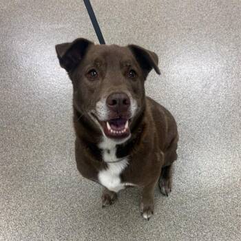 MILO -  Labrador Retriever and Mixed Breed Dog for Adoption in Fort Myers, Florida - MILO | PetCurious