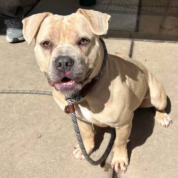 Pit Bull Terrier Dogs Available for Adoption in Petaluma, California - Loki | PetCurious