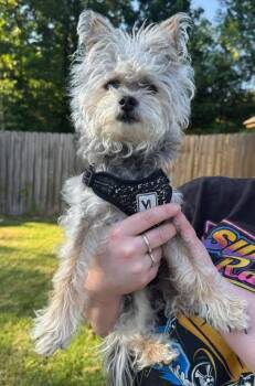 Yorkshire Terrier and Shih Tzu Dogs Available for Adoption in Calera, Alabama - Scotty | PetCurious