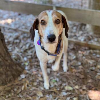 Gwinn -  Hound and Mixed Breed Dog for Adoption in Fredericksburg, Virginia - Gwinn | PetCurious