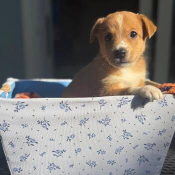 Joey -  Mixed Breed Dog for Adoption in Buffalo, Minnesota - Joey | PetCurious
