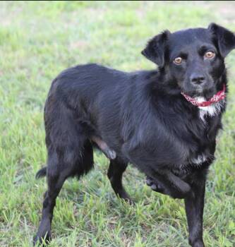 Spaniel and Chihuahua Dogs Available for Adoption in Cranston, Rhode Island - Farley In TX | PetCurious