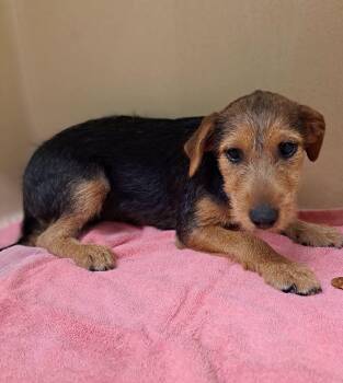Teddy -  Airedale Terrier and Mixed Breed Dog for Adoption in Cedarburg, Wisconsin - Teddy | PetCurious