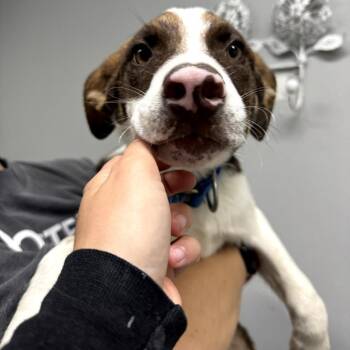 Mixed Breed Dogs Available for Adoption in Tacoma, Washington - Frisbee | PetCurious