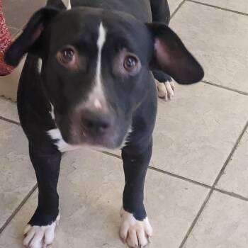 Mixed Breed Dogs Available for Adoption - 02/12/2026-Stray-WarmsSpringsRoad | PetCurious