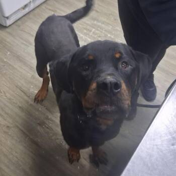 Hondo -  Rottweiler Dog for Adoption in Summerville, South Carolina - Hondo | PetCurious