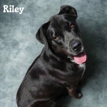 Rescue Black Labrador Retriever and Mixed Breed Dogs for Adoption in Tylertown, Mississippi - Riley | PetCurious