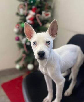 Hope -  Mixed Breed Dog for Adoption in Palm Desert, California - Hope | PetCurious