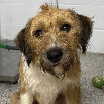 Sheep Dog and Hound Dogs Available for Adoption in Hattiesburg, Mississippi - Franklin | PetCurious