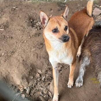 Chihuahua and Mixed Breed Dogs Available for Adoption - Luke | PetCurious