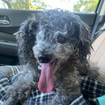 Bern -  Poodle Dog for Adoption in Columbia, South Carolina - Bern | PetCurious
