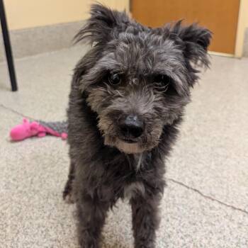 Poodle and Mixed Breed Dogs Available for Adoption - Nigel | PetCurious