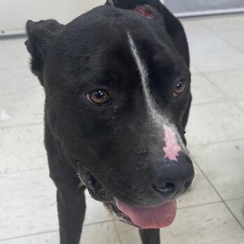 Rutt -  Pit Bull Terrier Dog for Adoption in Jacksonville, Arkansas - Rutt | PetCurious