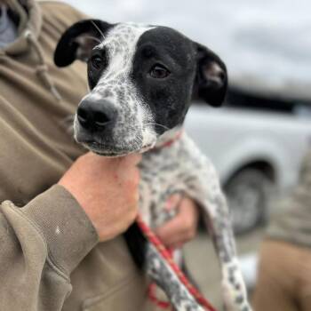 Mixed Breed Dogs Available for Adoption in Madison, Wisconsin - Sadie Mae | PetCurious