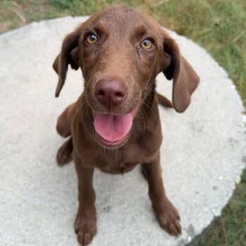 Thornberry -  Mixed Breed Dog for Adoption in Fredericksburg, Virginia - Thornberry | PetCurious