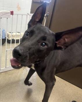 Jack -  Labrador Retriever and Mixed Breed Dog for Adoption in Palm Coast, Florida - Jack | PetCurious