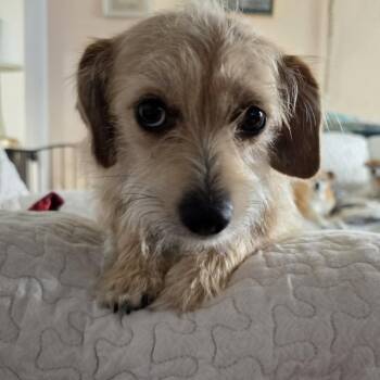 Gabby (aka BlueBelle) -  Norfolk Terrier and Dachshund Dog for Adoption in Hermiston, Oregon - Gabby (aka BlueBelle) | PetCurious