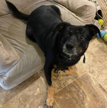 Rescue Terrier Dogs for Adoption in Newport, Oregon - Guinevere | PetCurious