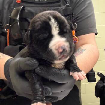 Mixed Breed Dogs Available for Adoption in Columbus, Georgia - Mayhem | PetCurious