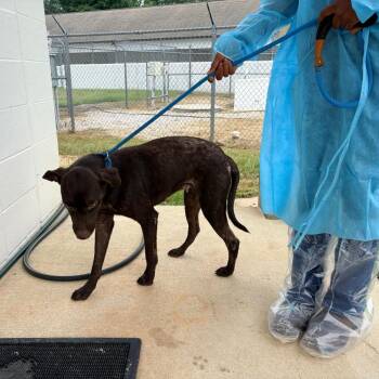 Sweetie 4992 -  Pointer and Labrador Retriever Dog for Adoption in Loxahatchee Groves, Florida - Sweetie 4992 | PetCurious
