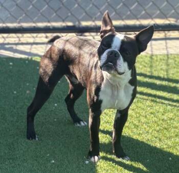 Boston Terrier Dogs Available for Adoption - Mick | PetCurious