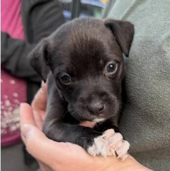 Mixed Breed Dogs Available for Adoption in Larkfield-wikiup, California - Lola | PetCurious