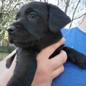 Rescue Dachshund and Labrador Retriever Dogs for Adoption in Normal, Illinois - Strawberry | PetCurious