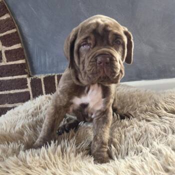 Mastiff Dogs Available for Adoption - Delta | PetCurious
