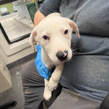 Mixed Breed Dogs Available for Adoption in Columbiana, Alabama - Dottie | PetCurious