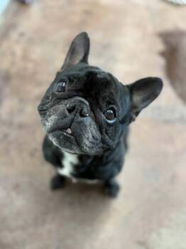 Rescue French Bulldog and Mixed Breed Dogs for Adoption in Memphis, Tennessee - Anubis | PetCurious