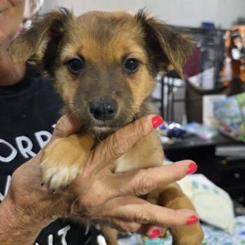 Dachshund Dogs Available for Adoption in TIMBERCRK CYN, Texas - Mickey | PetCurious