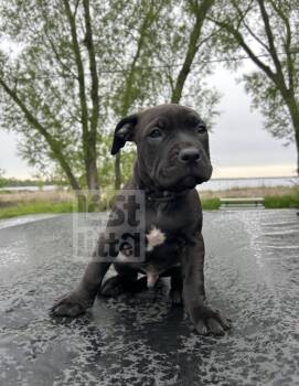 Diesel -  American Bully and Cane Corso Dog Available for Adoption in Clarksburg, Ontario - Diesel | PetCurious